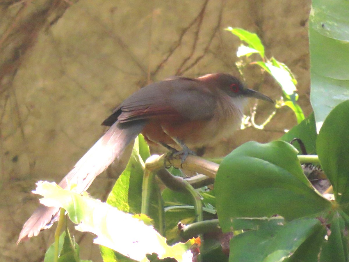 Great Lizard-Cuckoo (Cuban) - ML635491603