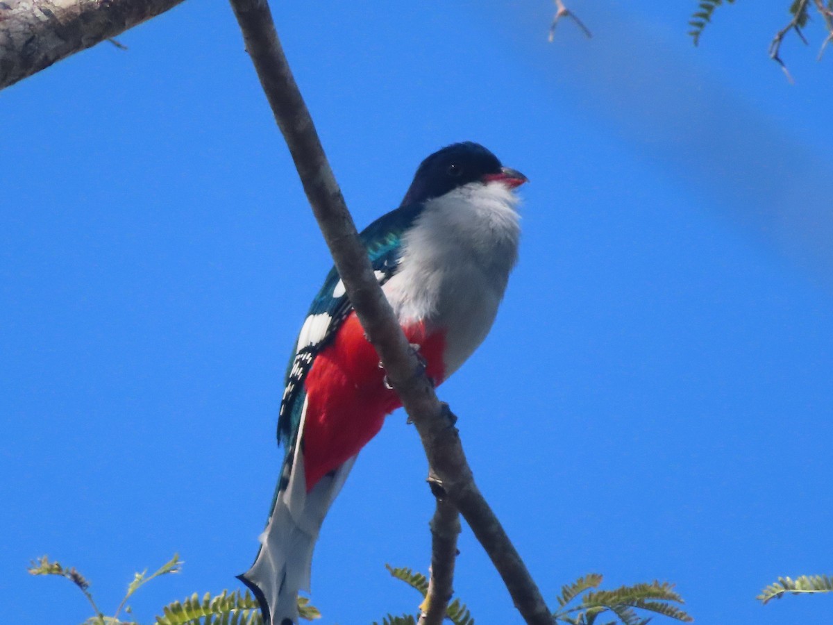 Cuban Trogon - ML635491623