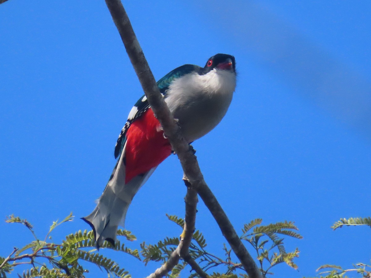 Cuban Trogon - ML635491636