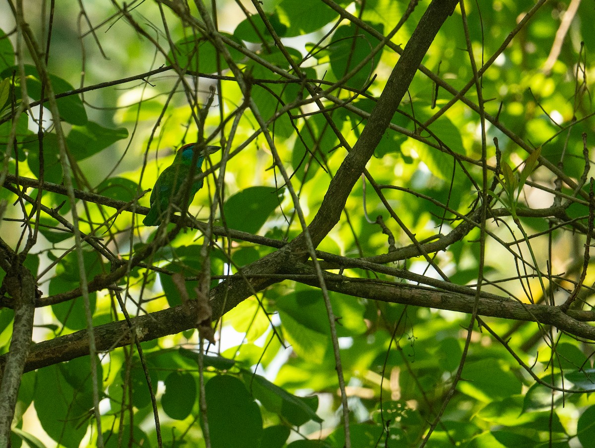 Blue-throated Barbet - ML635491670