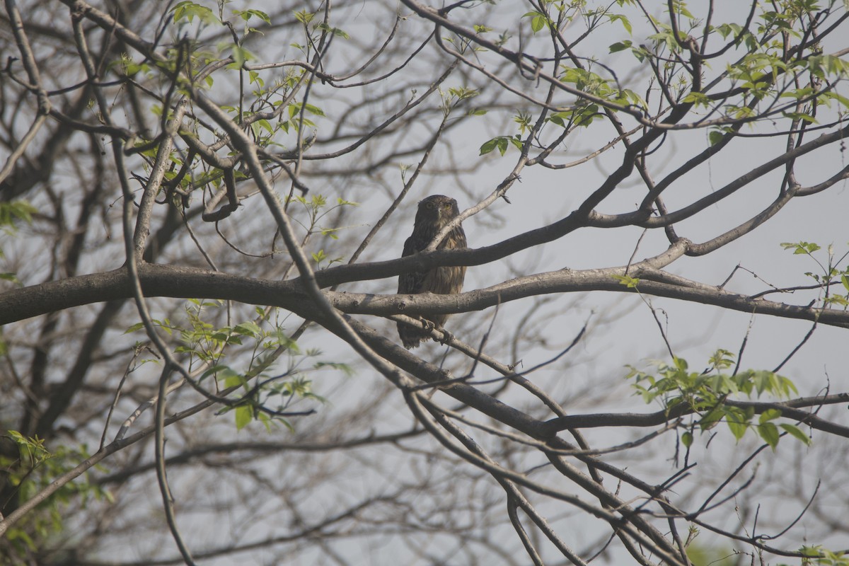 Brown Fish-Owl - ML635491693