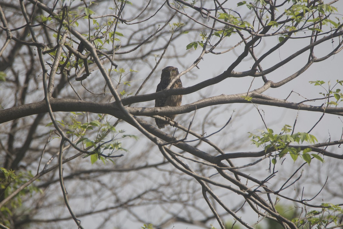 Brown Fish-Owl - ML635491694