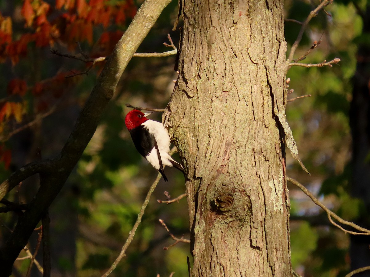 Red-headed Woodpecker - ML635491735