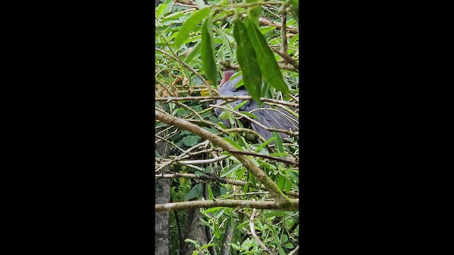 Scaly-naped Pigeon - ML635491743