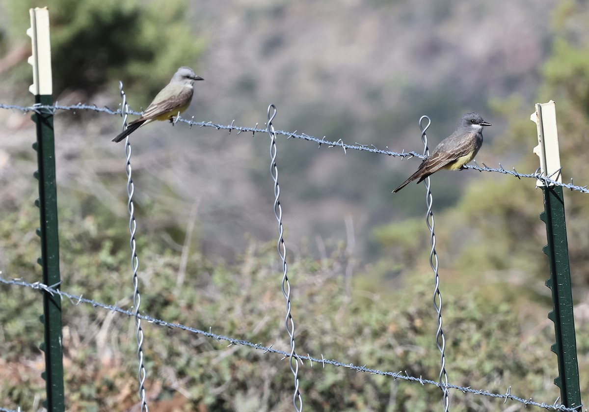Cassin's Kingbird - ML635491867