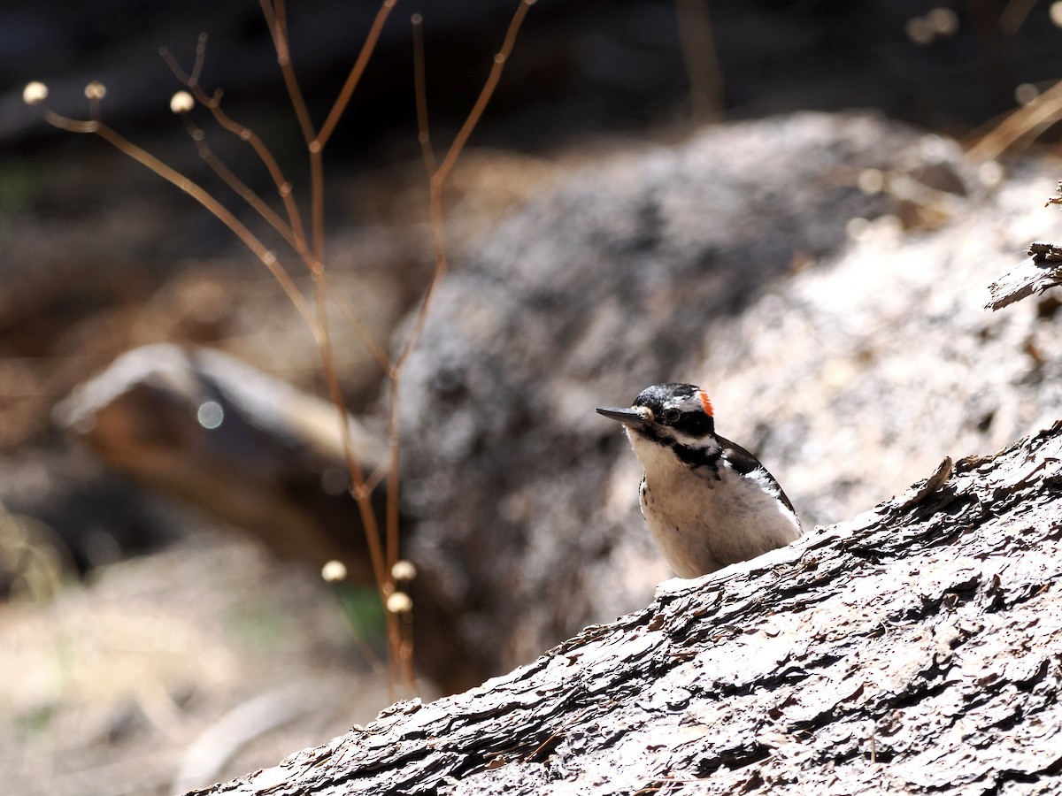 Hairy Woodpecker - ML635492085