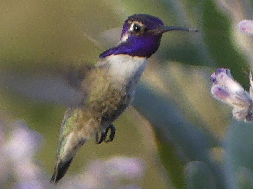 Costa's Hummingbird - ML635492114