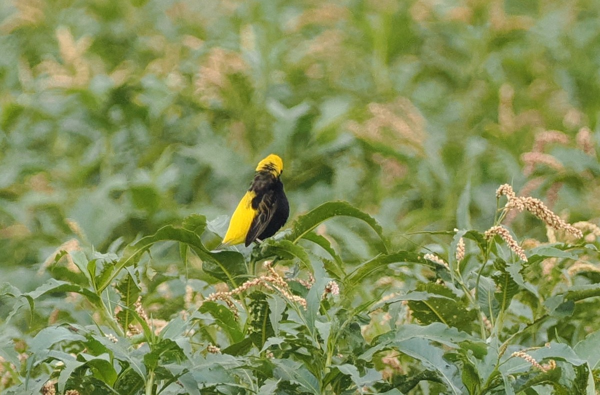 Yellow-crowned Bishop - ML635492187