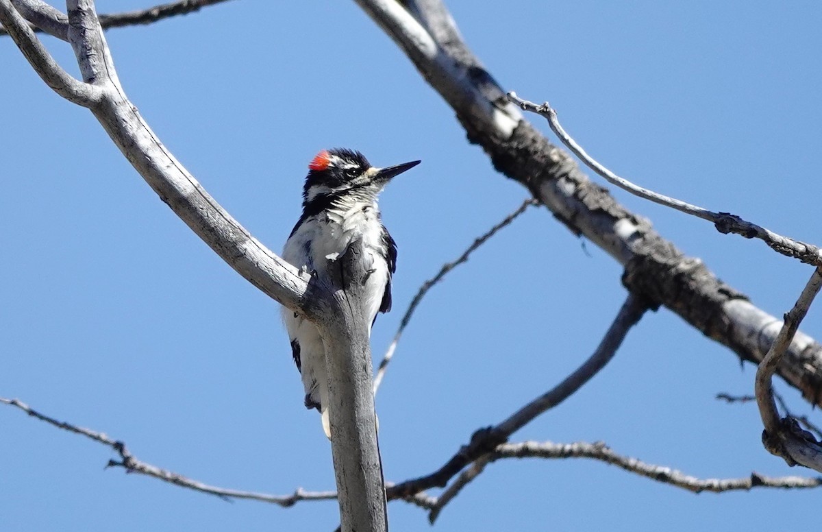Hairy Woodpecker (Rocky Mts.) - ML635492189
