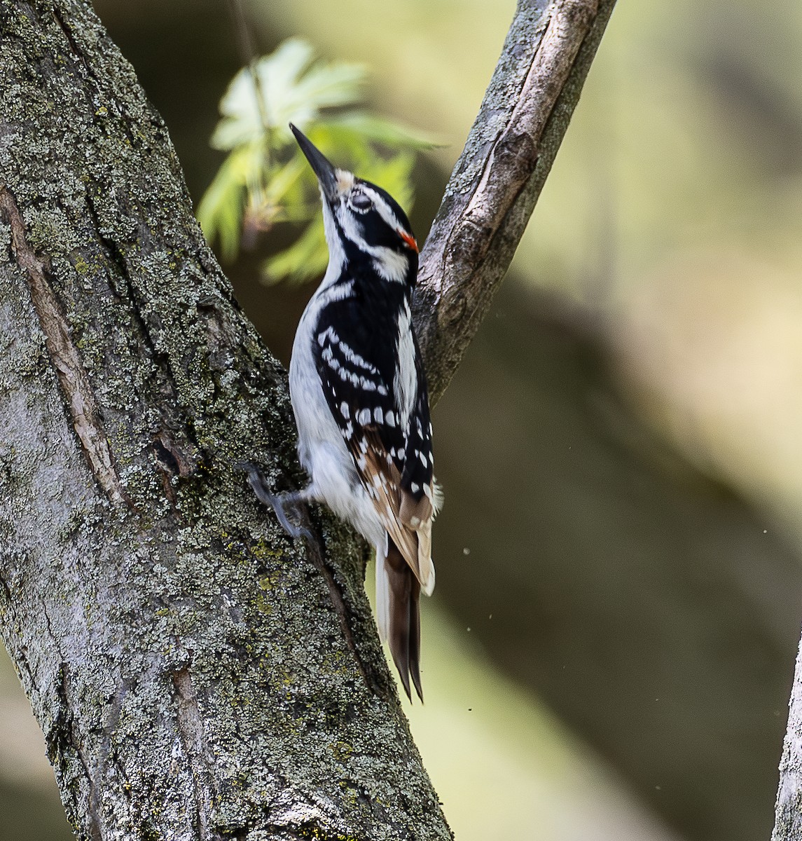 Hairy Woodpecker - ML635492196