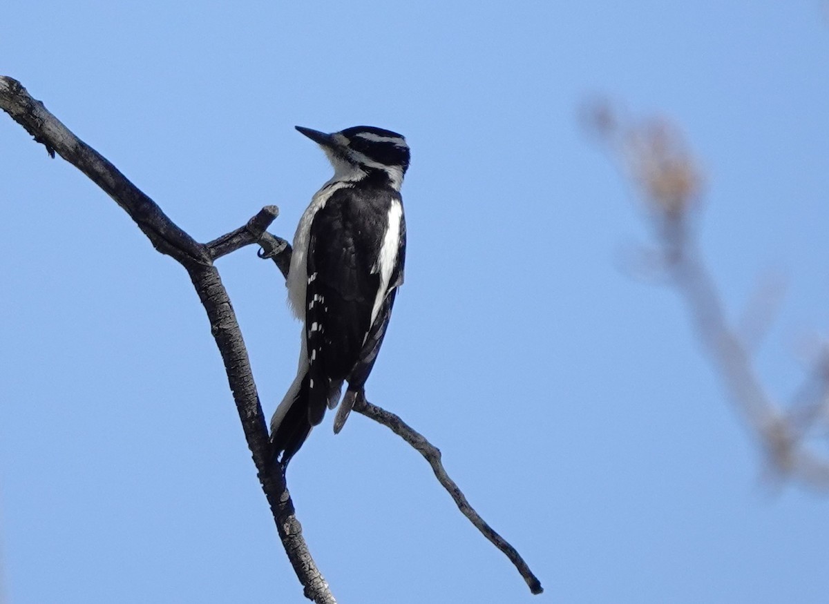 Hairy Woodpecker (Rocky Mts.) - ML635492273