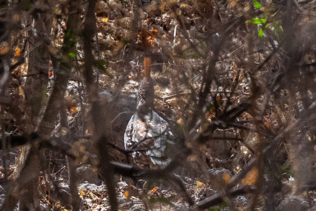Elegant Quail - ML635492319