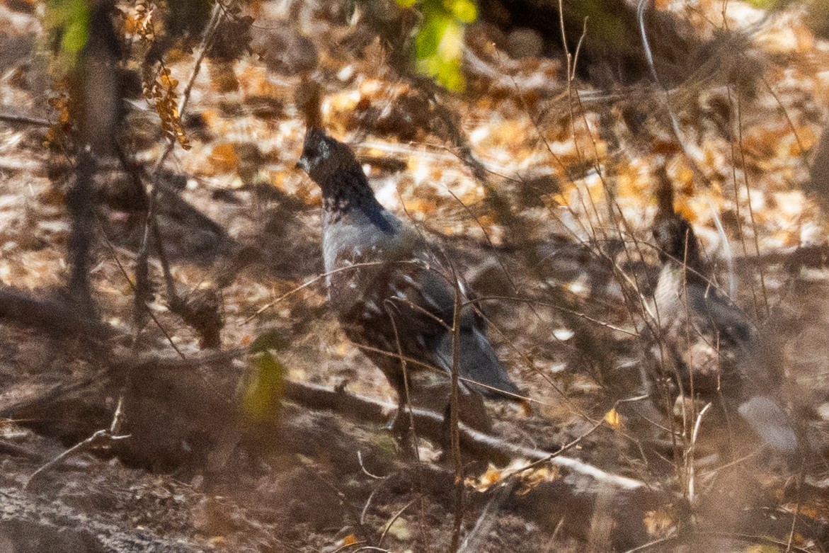 Elegant Quail - ML635492320