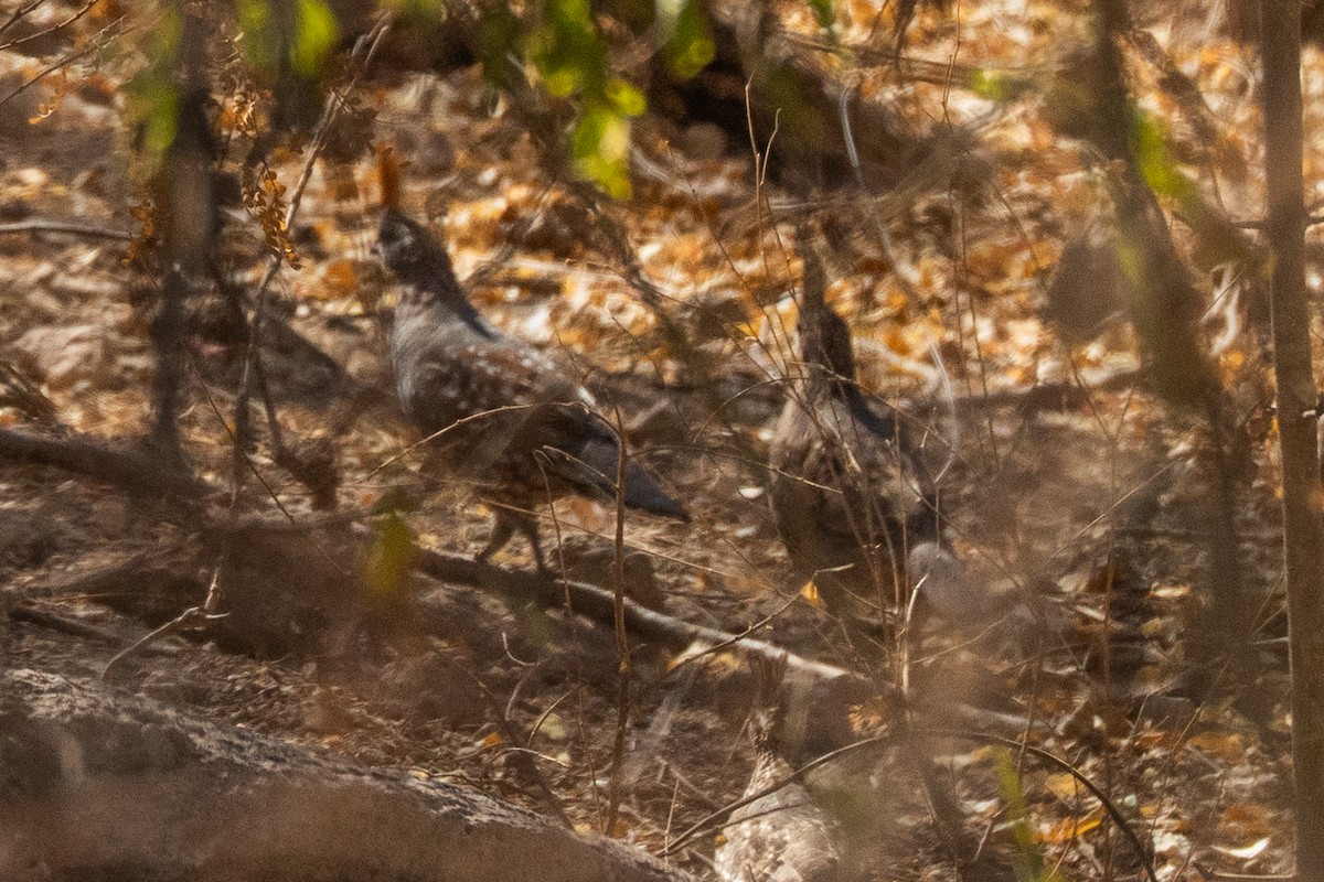 Elegant Quail - ML635492322