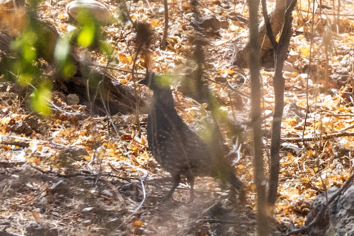 Elegant Quail - ML635492323