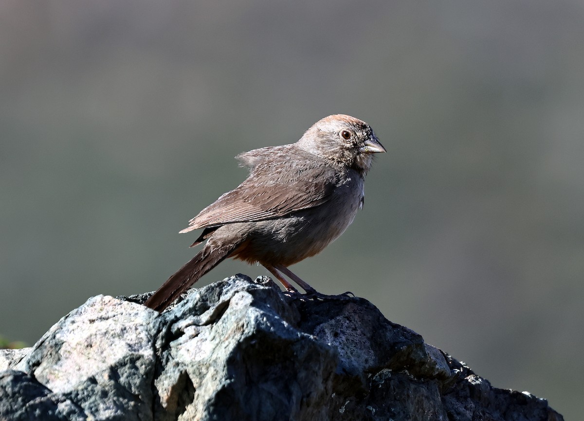 Canyon Towhee - ML635492333