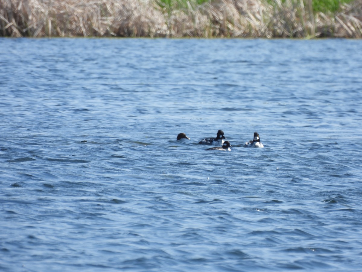 Common Goldeneye - ML635492354