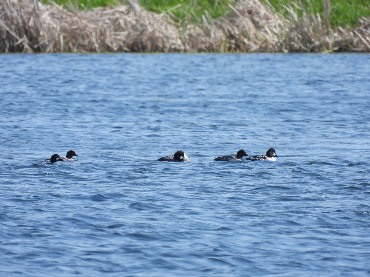 Common Goldeneye - ML635492356