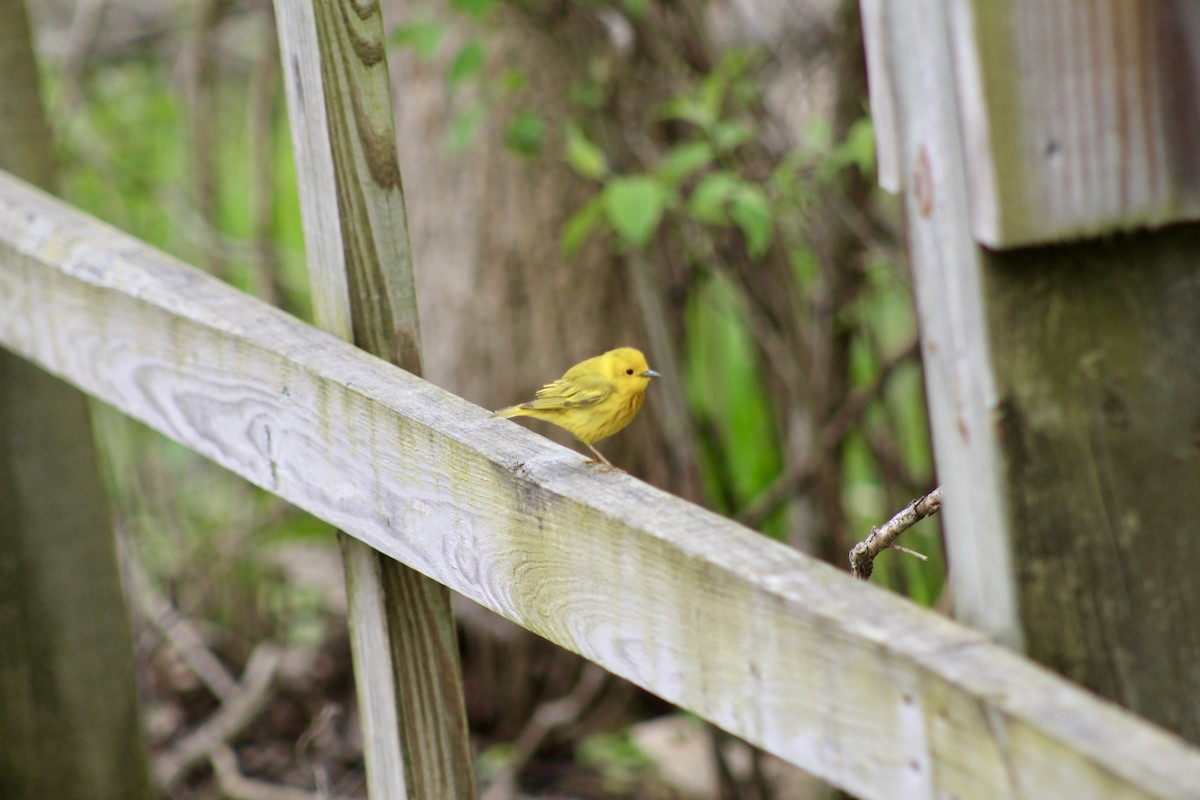 Northern Yellow Warbler - ML635492380