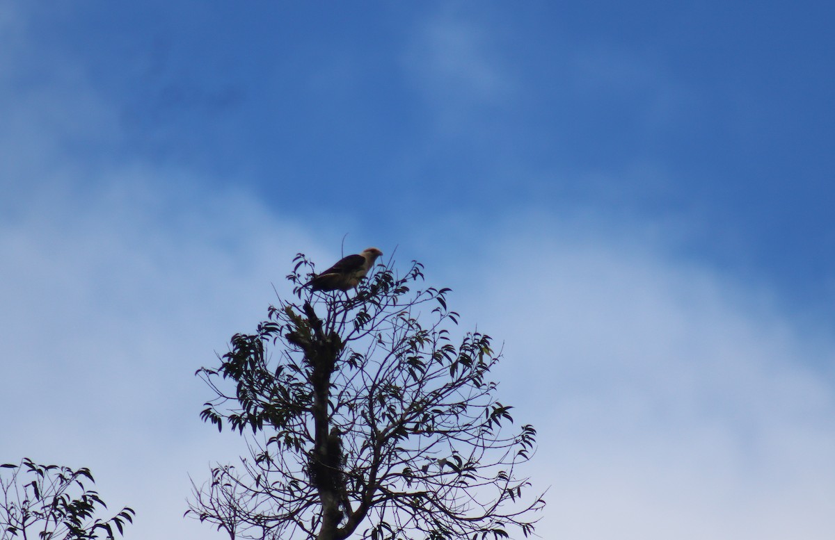Yellow-headed Caracara - ML635492429