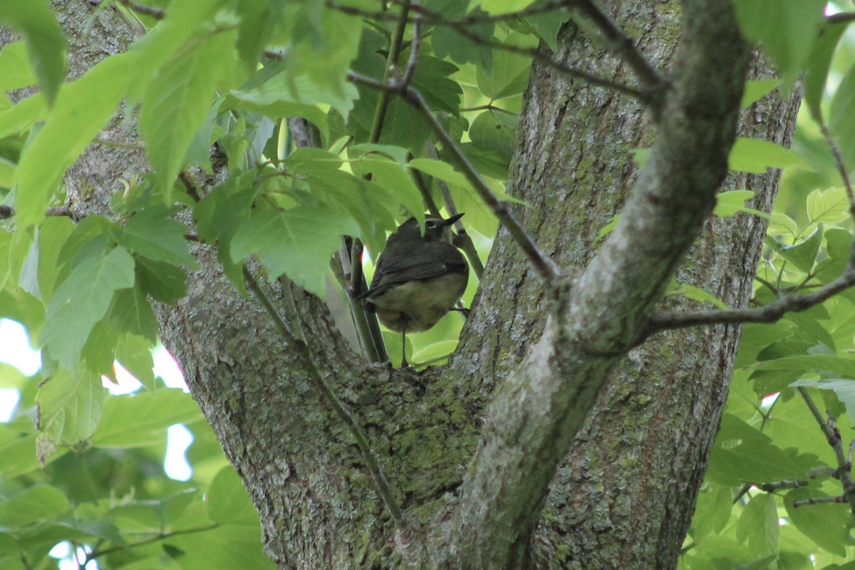 Black-throated Blue Warbler - ML635492458