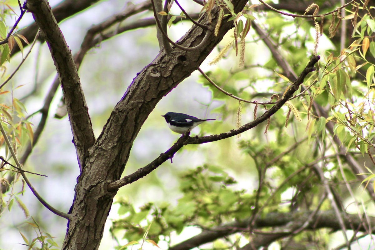Black-throated Blue Warbler - ML635492459