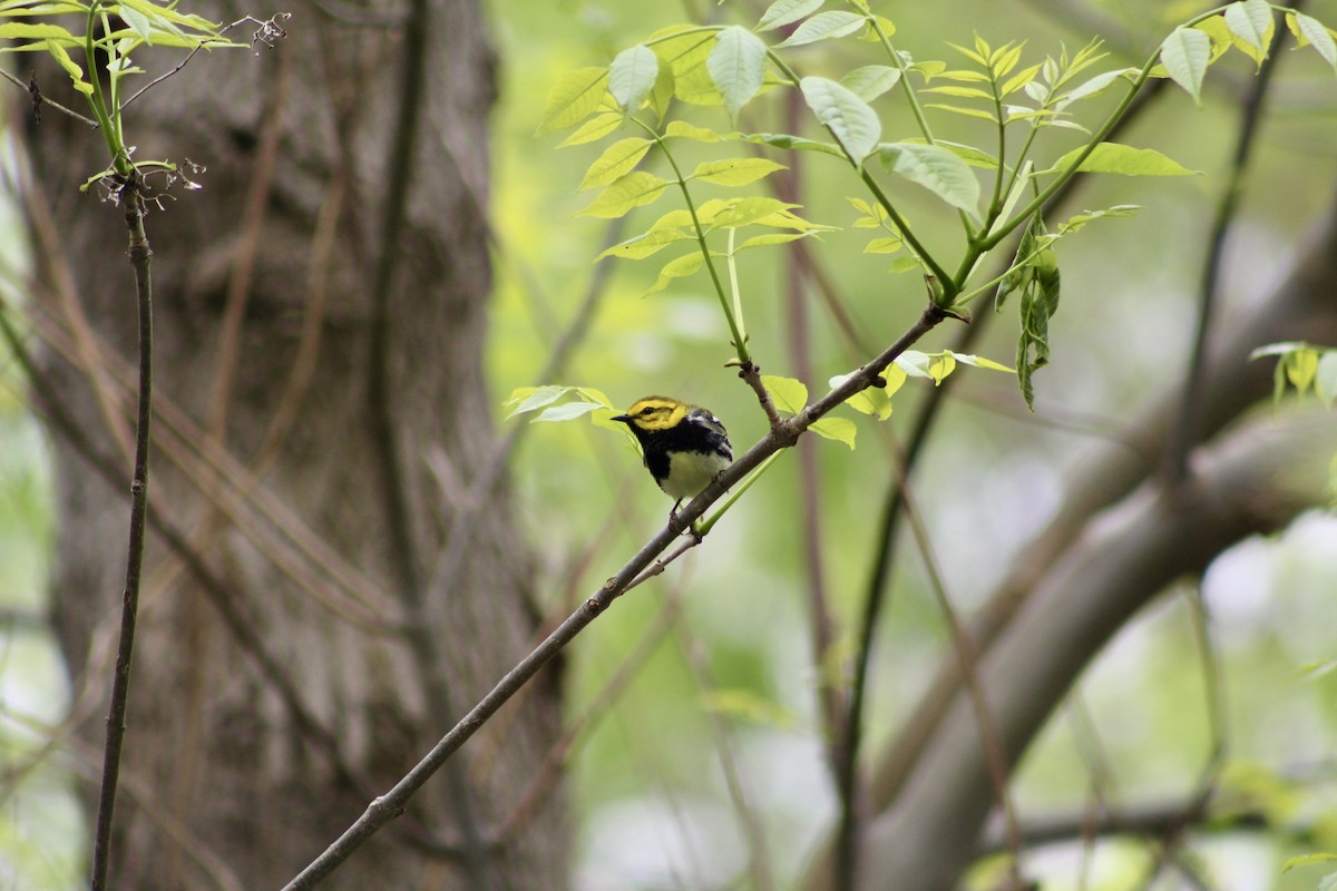 Black-throated Green Warbler - ML635492553