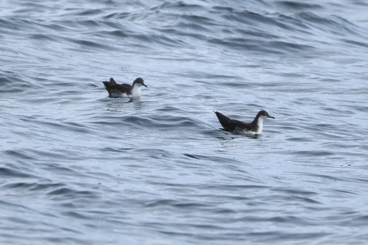 Galapagos Shearwater (Light-winged) - ML635492558
