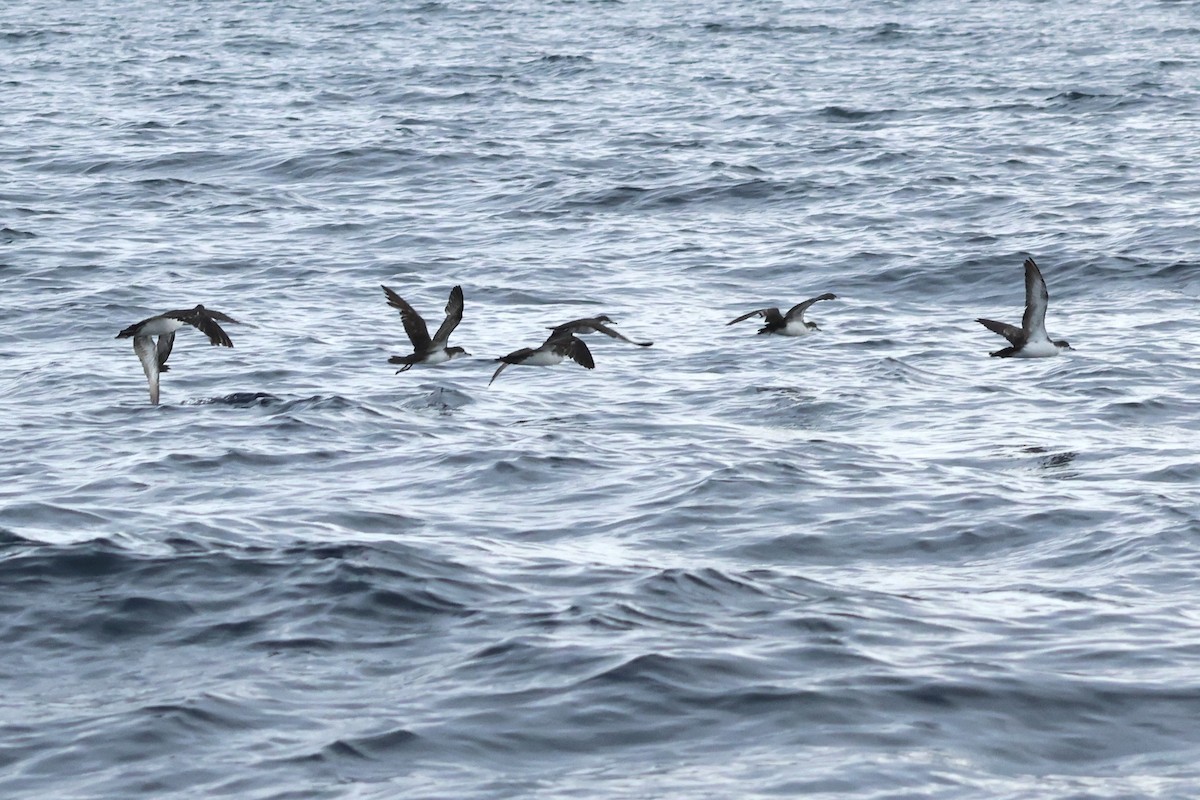 Galapagos Shearwater (Light-winged) - ML635492576
