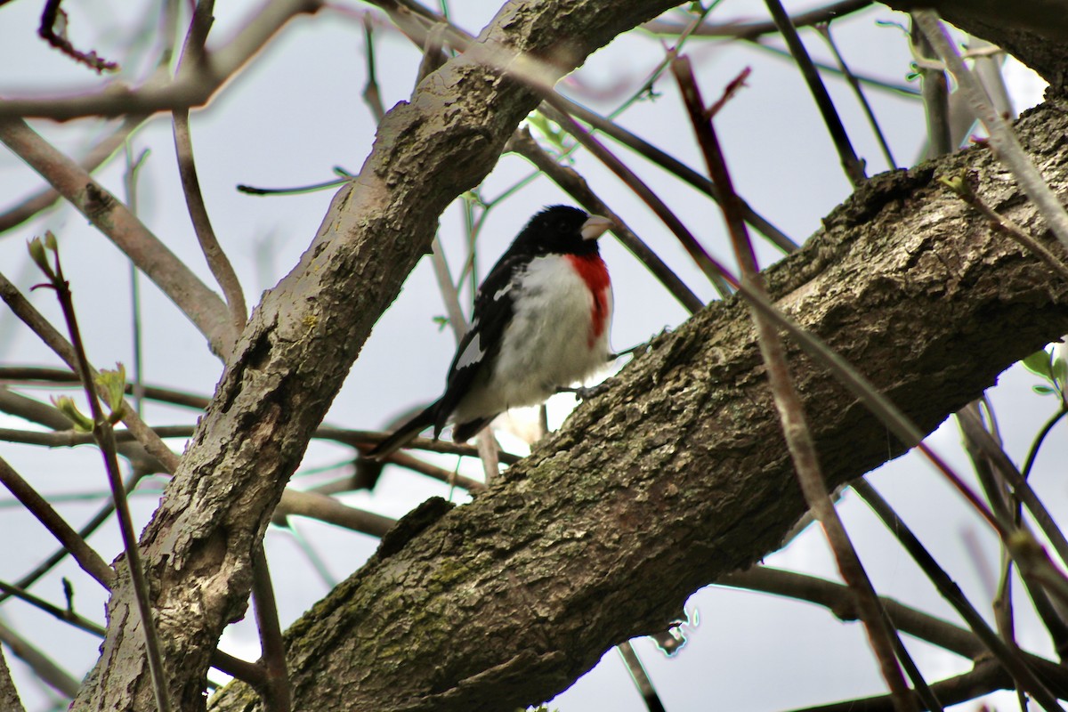 Rose-breasted Grosbeak - ML635492594