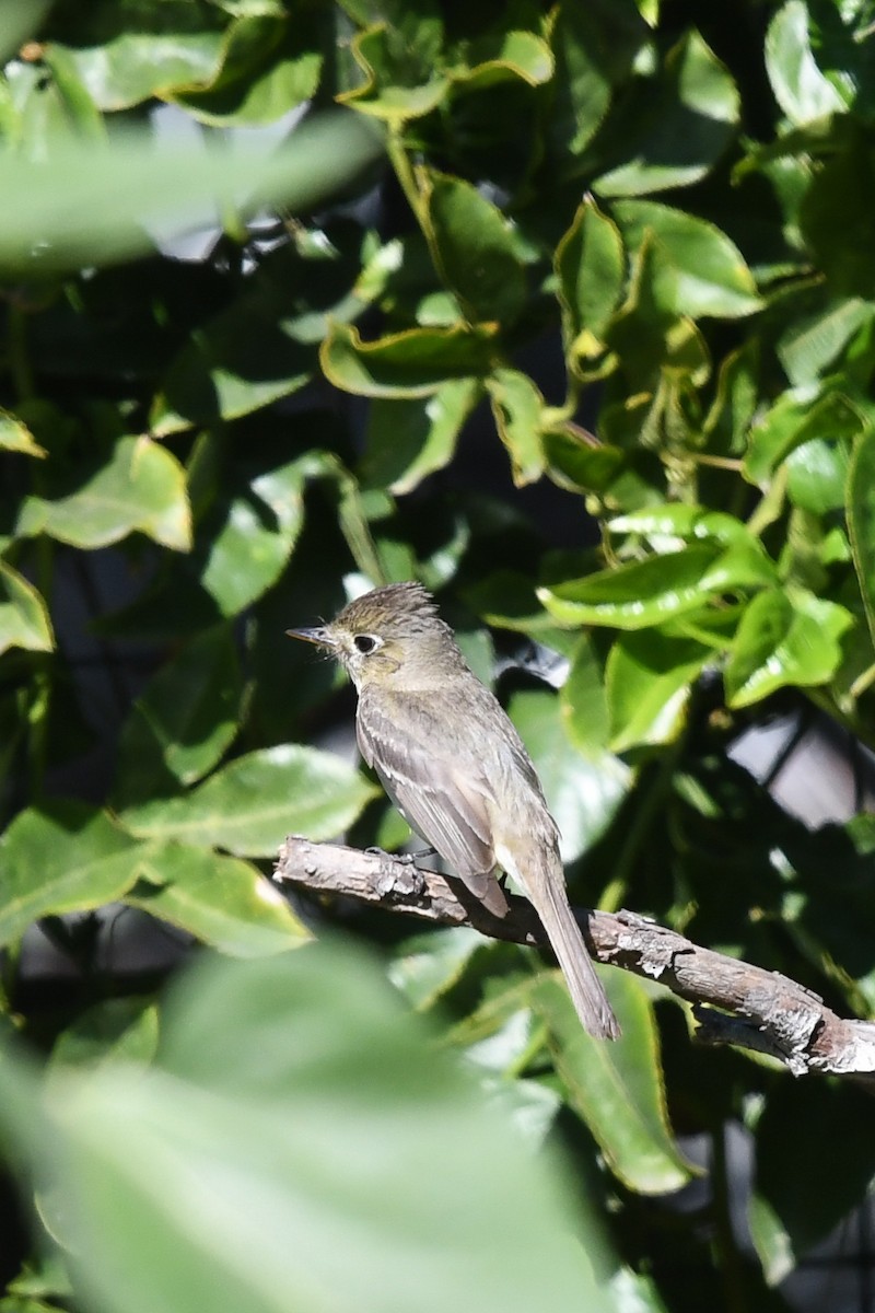 Western Flycatcher - ML635492599
