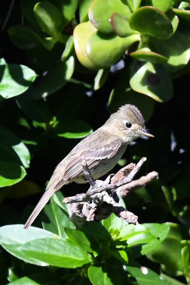 Western Flycatcher - ML635492610
