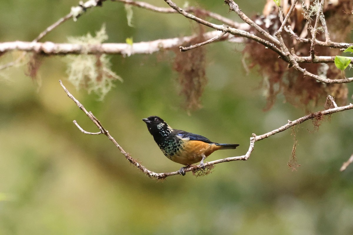 Spangle-cheeked Tanager - ML635492624