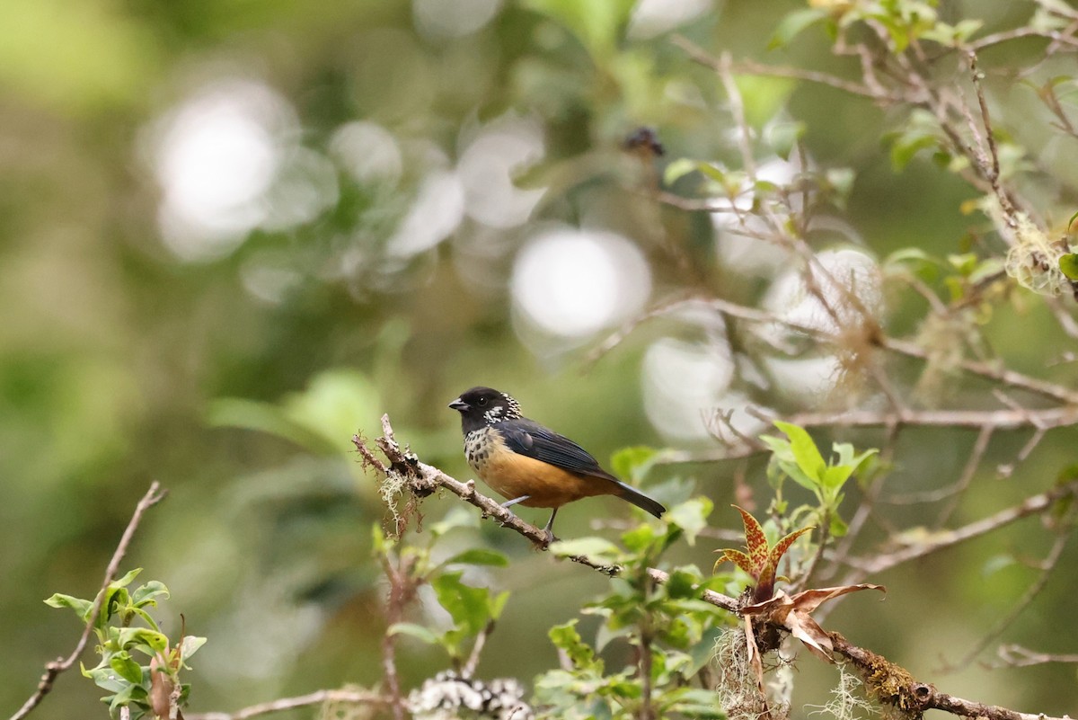 Spangle-cheeked Tanager - ML635492625