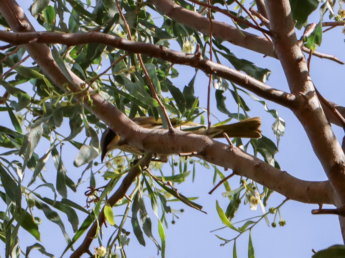 Singing Honeyeater - ML635492643