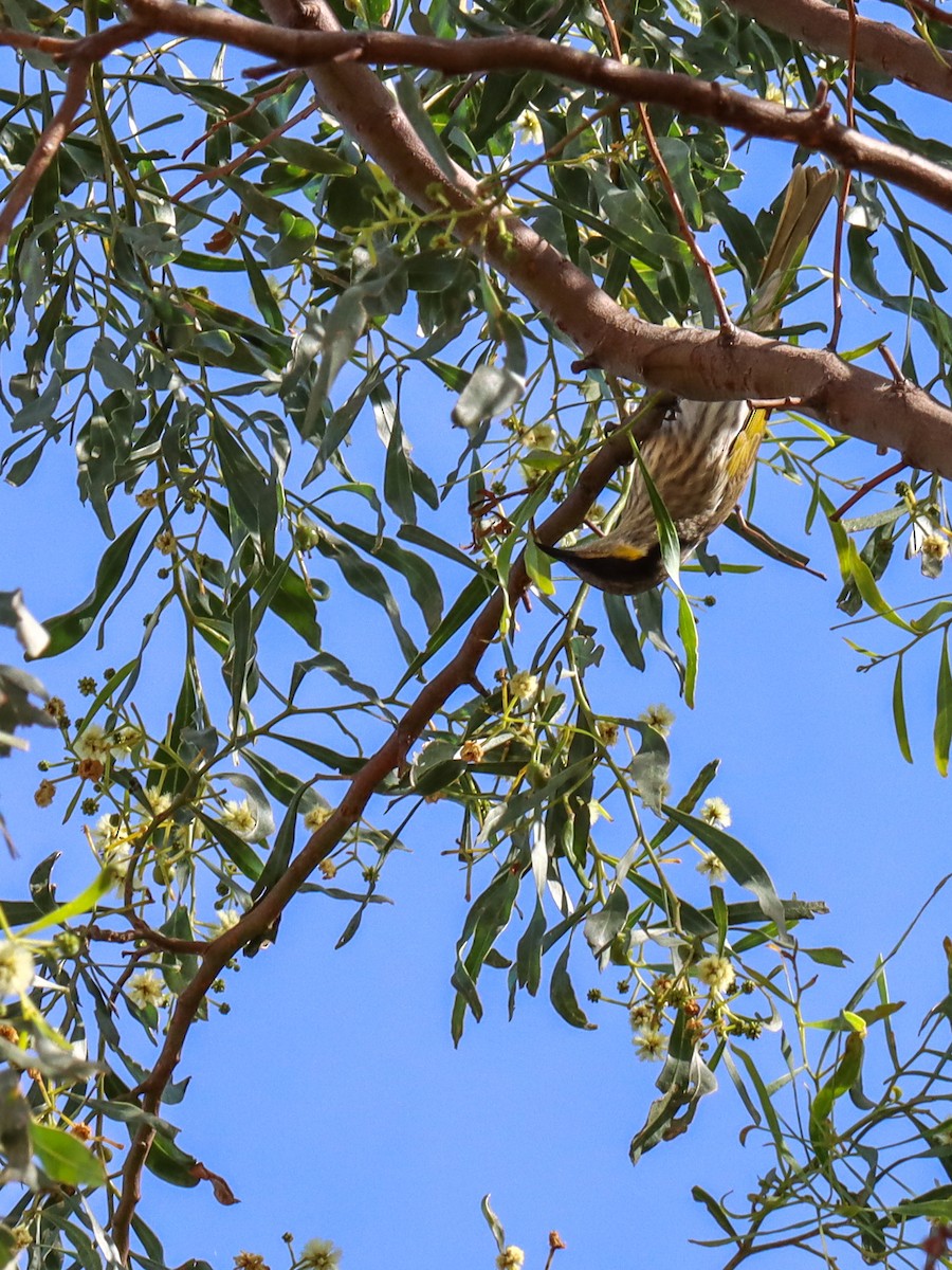 Singing Honeyeater - ML635492644
