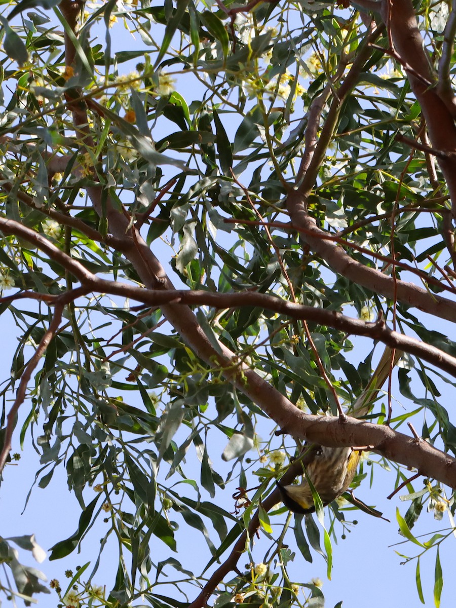 Singing Honeyeater - ML635492645
