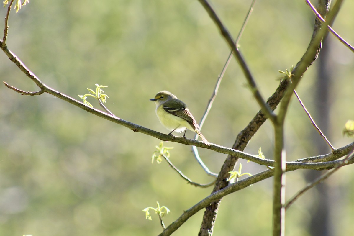White-eyed Vireo - ML635492658