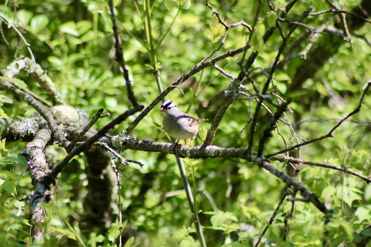 White-crowned Sparrow - ML635492690