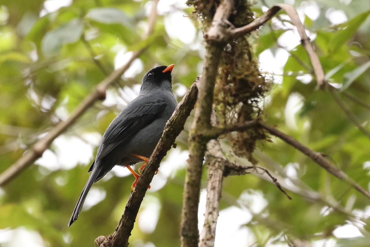 Black-faced Solitaire - ML635492718