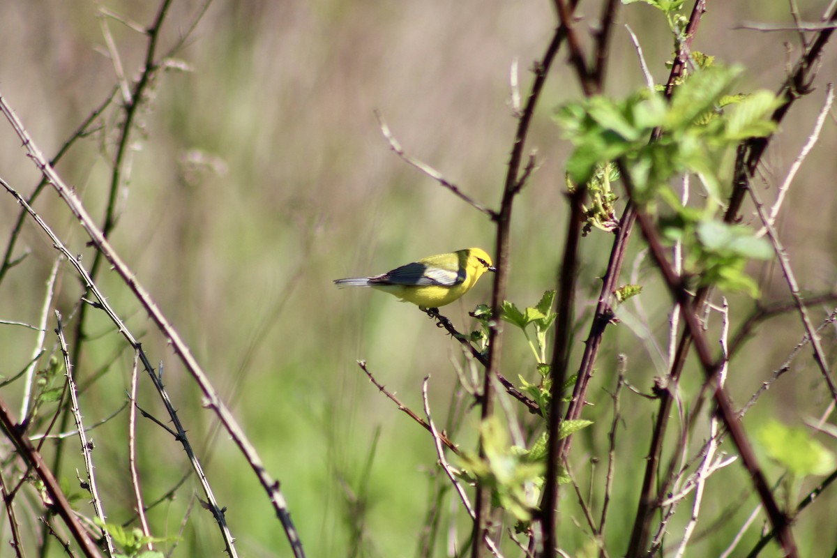 Blue-winged Warbler - ML635492748