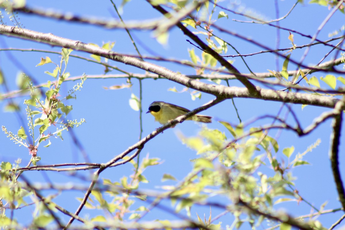 Common Yellowthroat - ML635492768