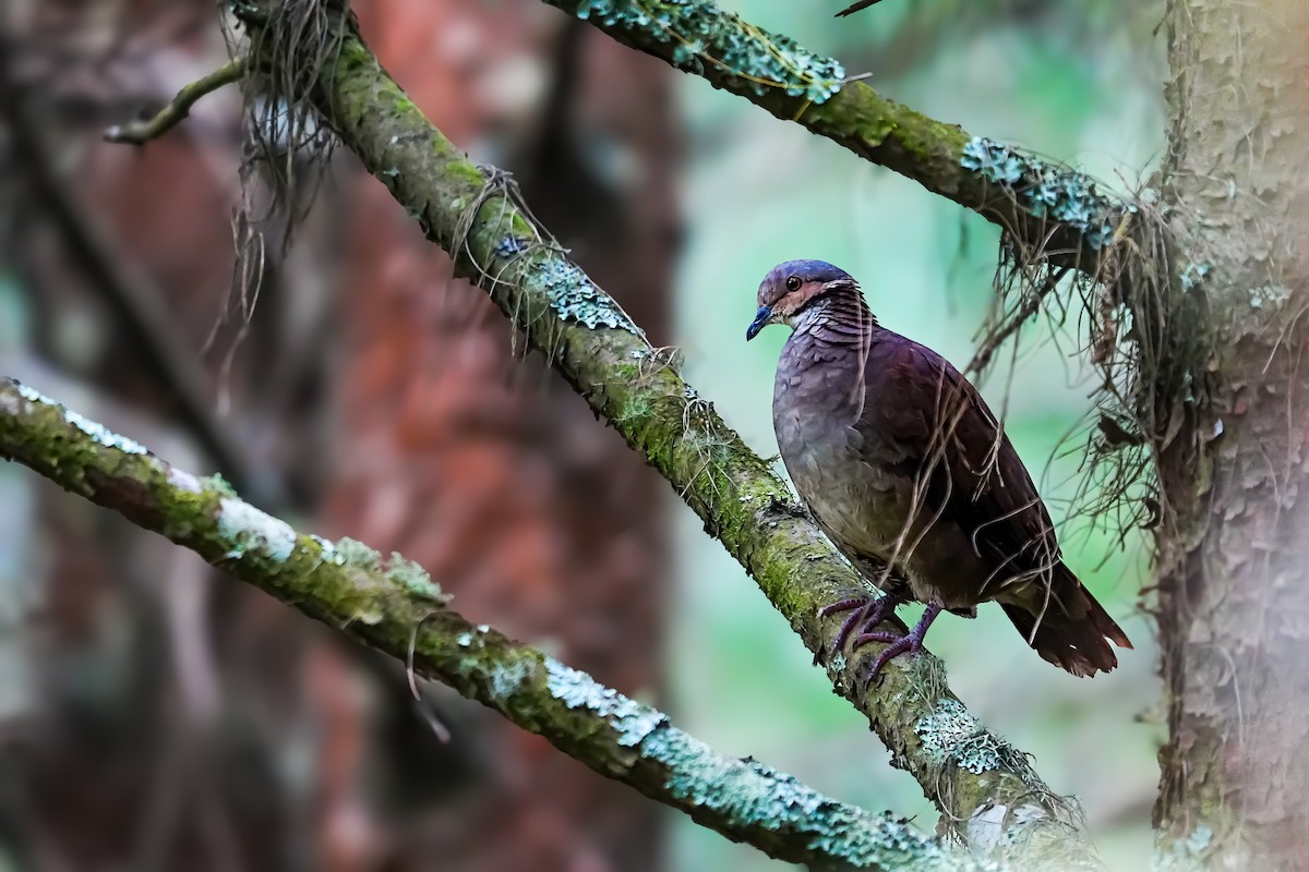 White-throated Quail-Dove - ML635492769