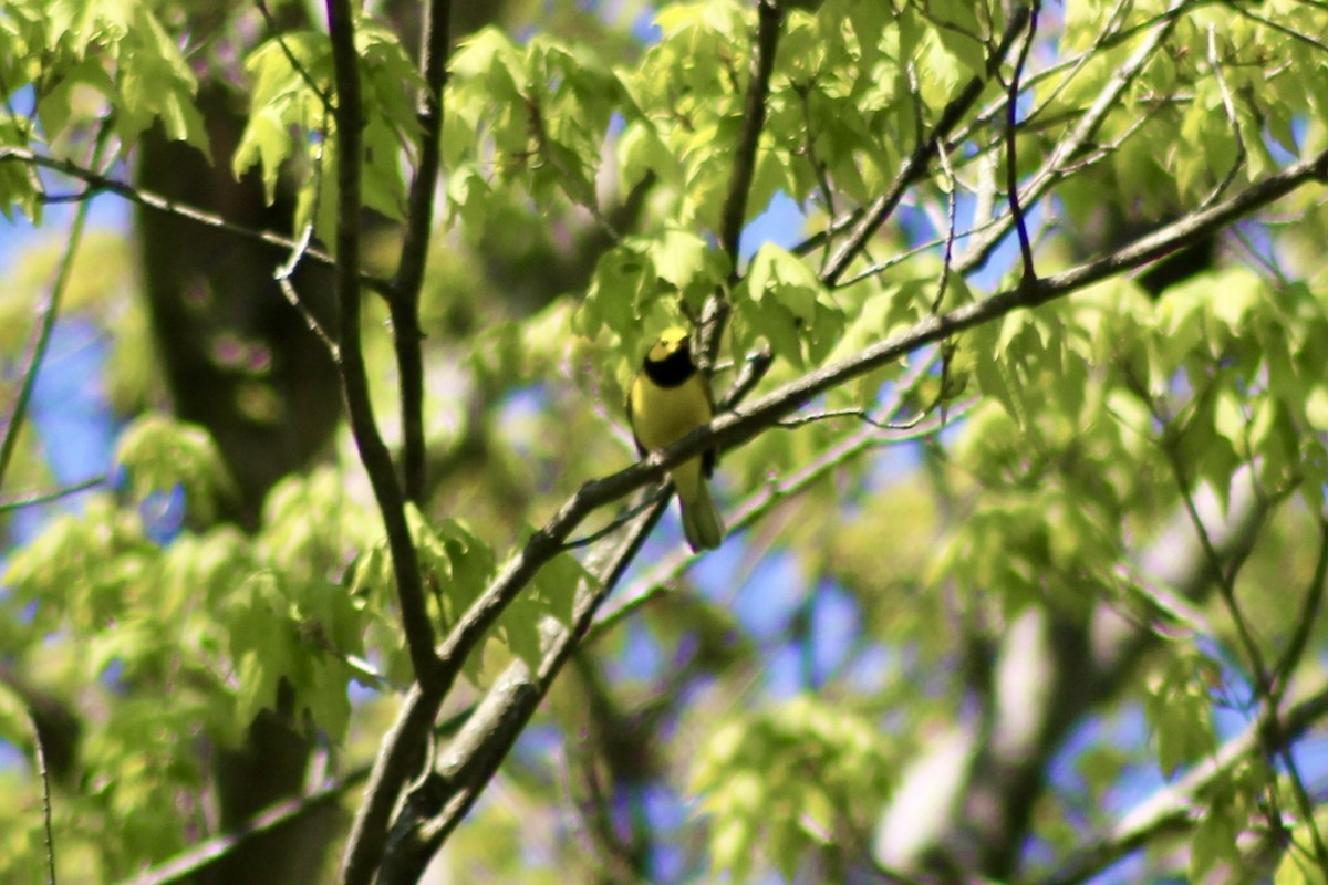 Hooded Warbler - ML635492787