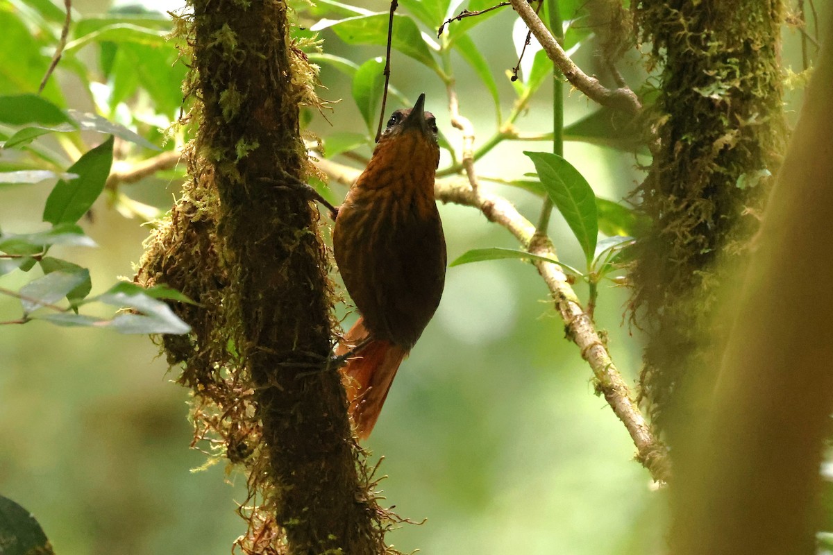 Streak-breasted Treehunter - ML635492789