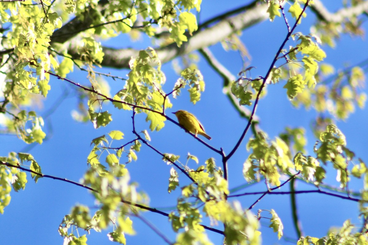 Northern Yellow Warbler - ML635492805