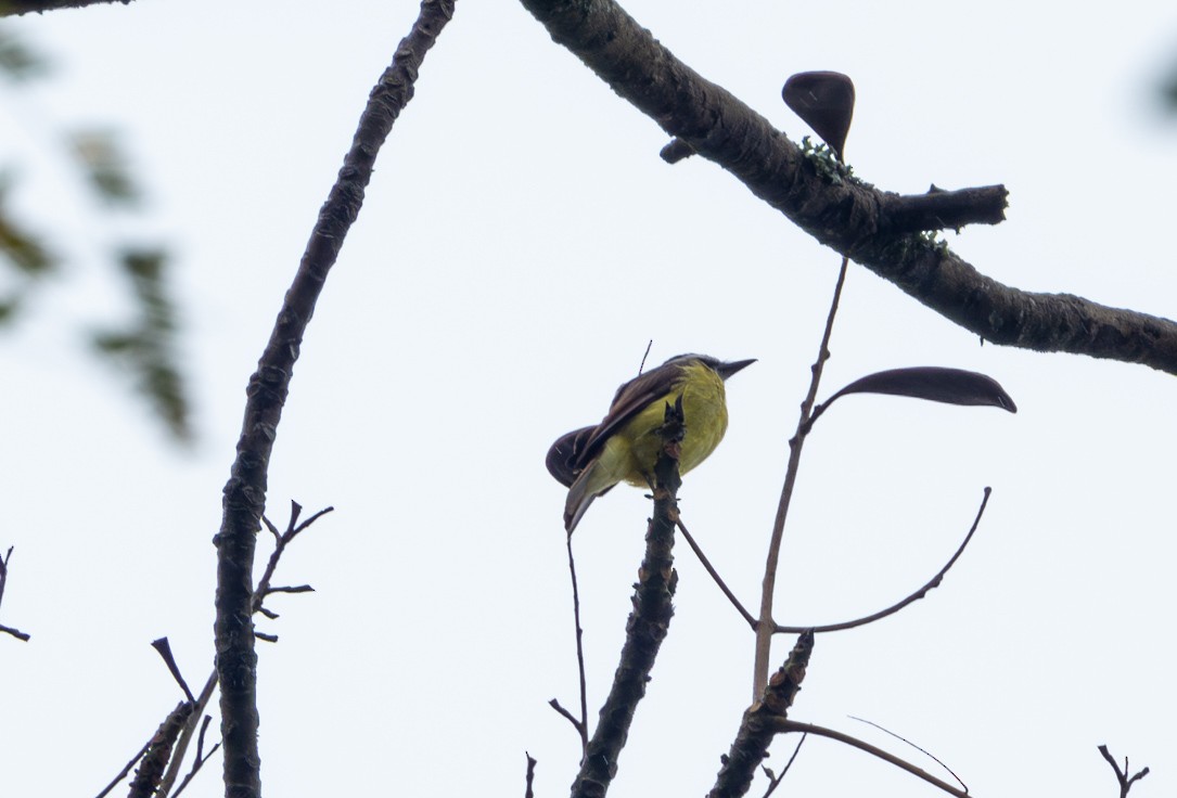 Social Flycatcher - ML635492839