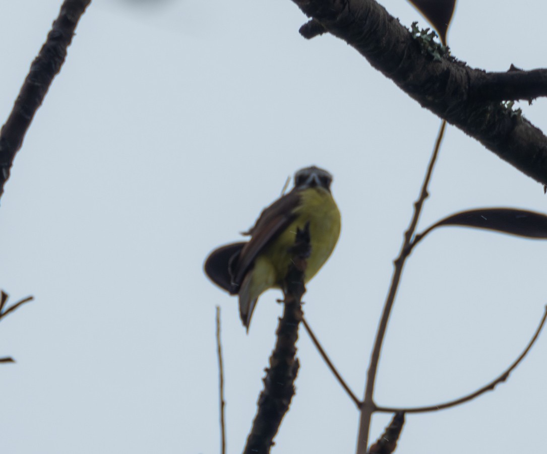 Social Flycatcher - ML635492840