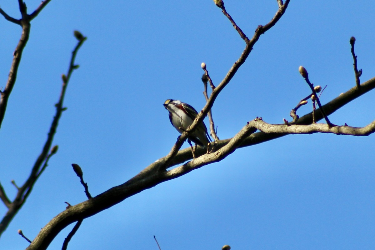 Chestnut-sided Warbler - ML635492841