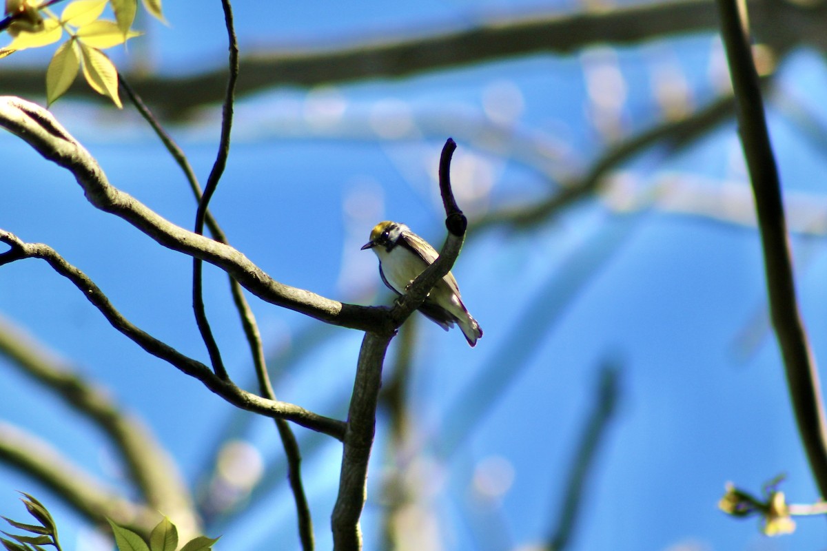 Chestnut-sided Warbler - ML635492842